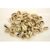 100 Cut & polished Kenyan Cowry Shells